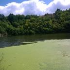 Algues en surface l'été à Villerest