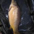 1er poisson, Miroir de 4.6kg prise le 1er jour à 19h20